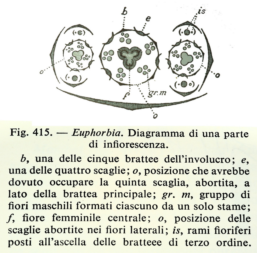 diagramma florale